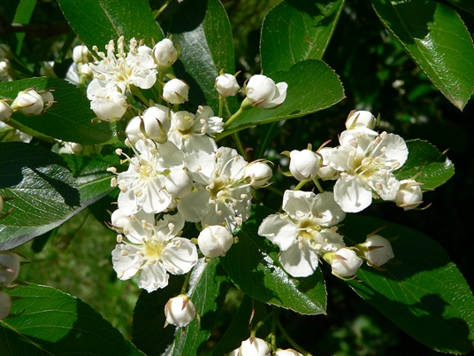 {Crataegus crus-galli}